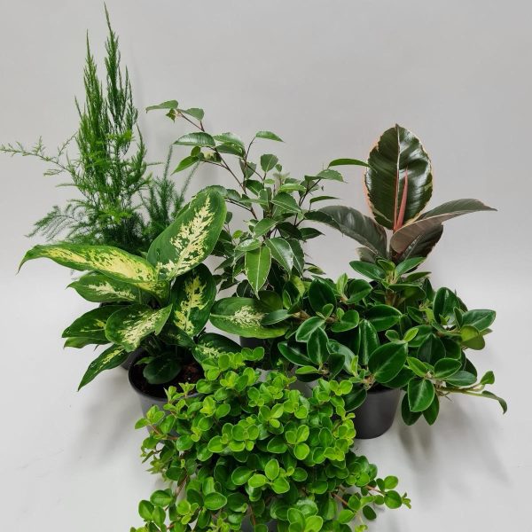 WhatsApp Image 2025-11-10 at 12.40.11