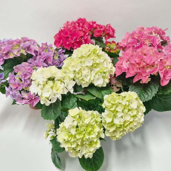 WhatsApp Image 2025-11-10 at 12.40.12 (1)