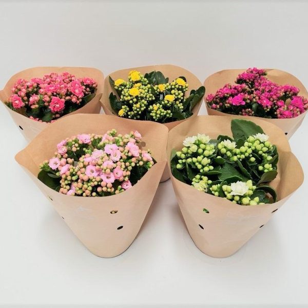 WhatsApp Image 2025-11-10 at 12.40.12