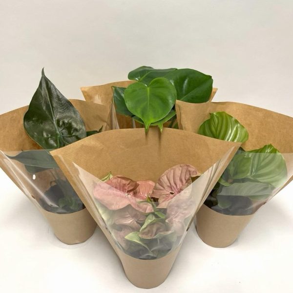 WhatsApp Image 2025-11-10 at 12.40.13 (1)