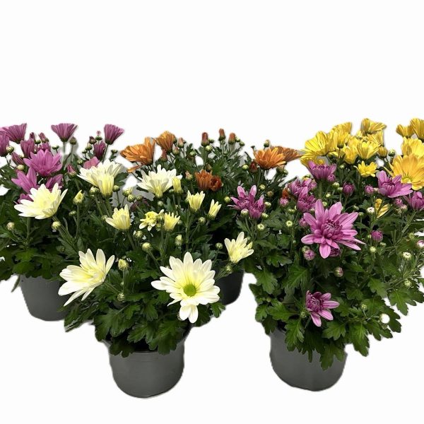 WhatsApp Image 2025-11-10 at 12.40.13 (2)