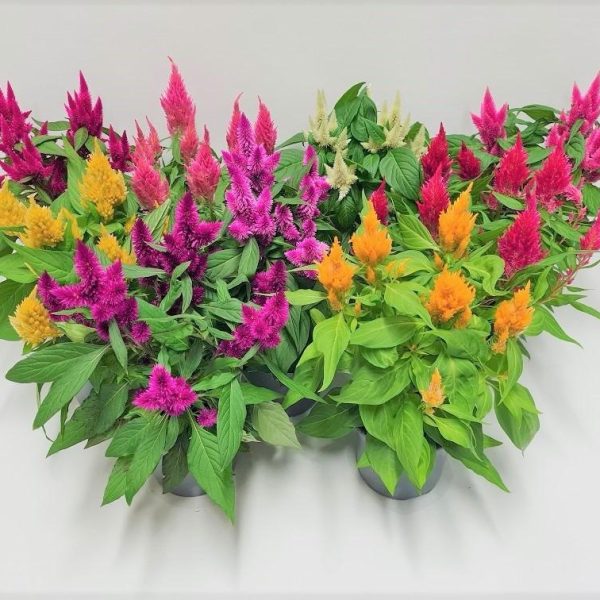 WhatsApp Image 2025-11-10 at 12.40.13