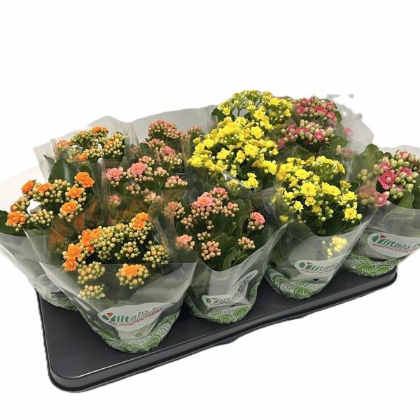 WhatsApp Image 2025-11-10 at 12.40.14 (1)