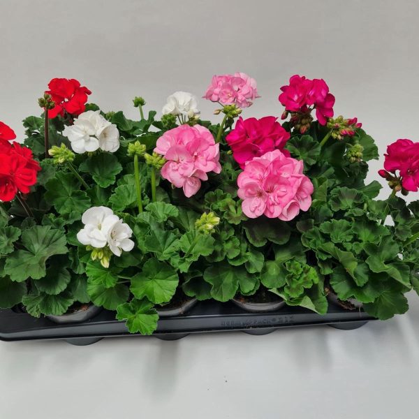 WhatsApp Image 2025-11-10 at 12.40.15