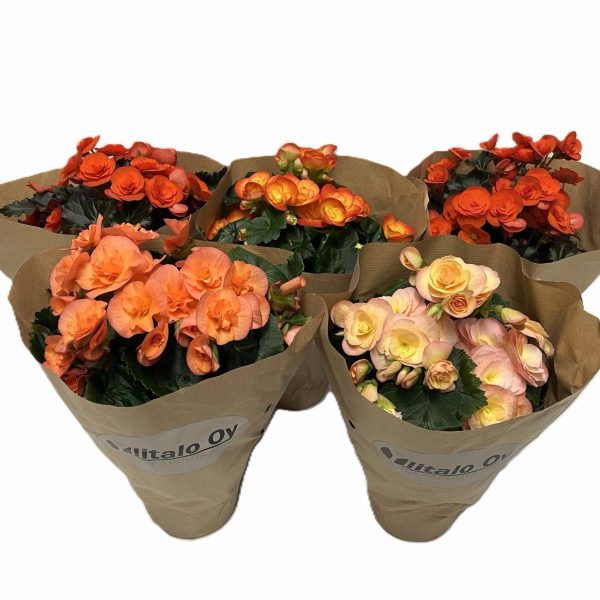 WhatsApp Image 2025-11-10 at 12.40.16 (1)