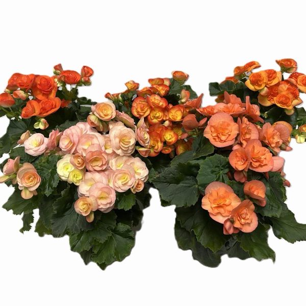 WhatsApp Image 2025-11-10 at 12.40.16 (2)