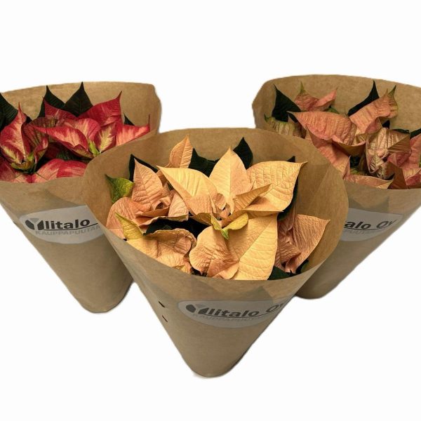 WhatsApp Image 2025-11-10 at 12.40.17 (1)