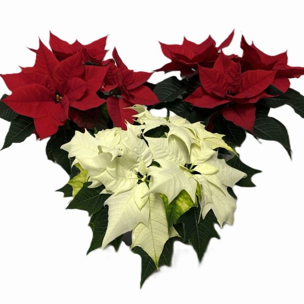 WhatsApp Image 2025-11-10 at 12.40.19