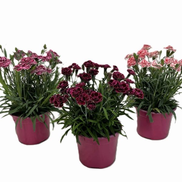 WhatsApp Image 2025-11-10 at 12.40.20 (1)