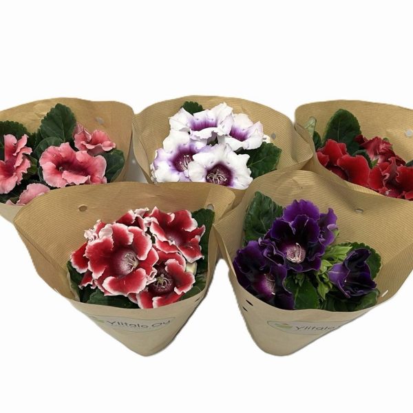 WhatsApp Image 2025-11-10 at 12.40.20