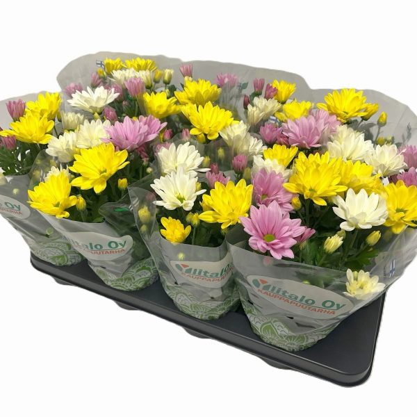 WhatsApp Image 2025-11-10 at 12.40.21